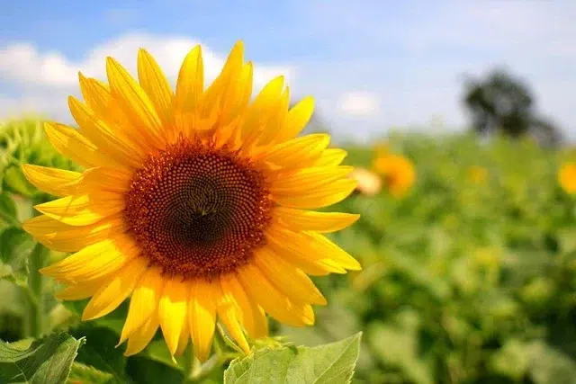 Nove Via vous accompagne vers un Développement durable