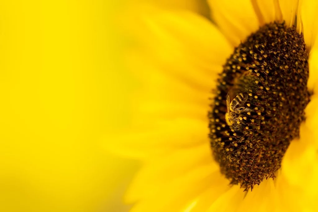 Consultez la médiathèque de Nove Via